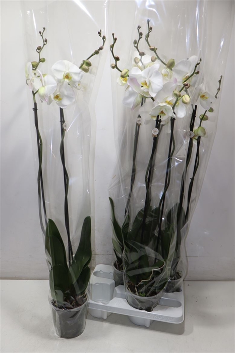 <h4>Phal Ov Wit</h4>