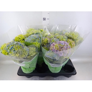 Hydrangea mac. 'Hi River'