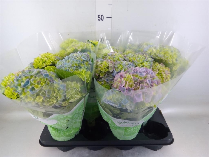 <h4>Hydrangea mac. 'Hi River'</h4>