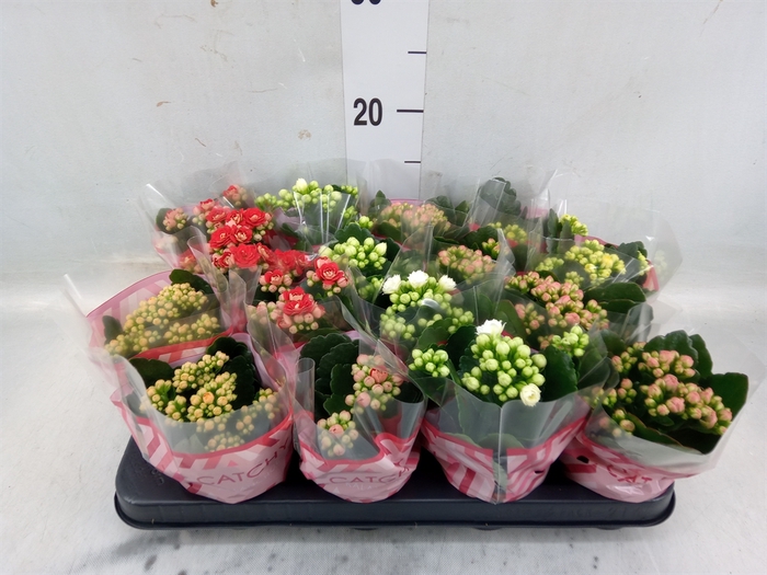 <h4>Kalanchoe blos.   ..rosebud mix  5</h4>