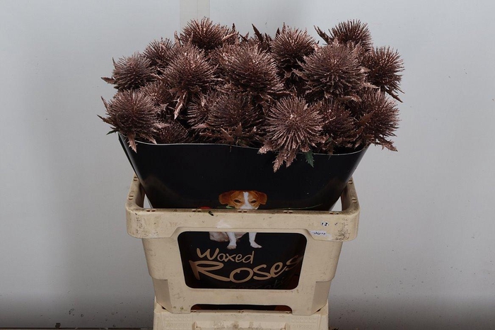 <h4>Eryn Wx Champagne</h4>