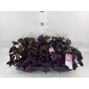Oxalis trian. 'Mijke'
