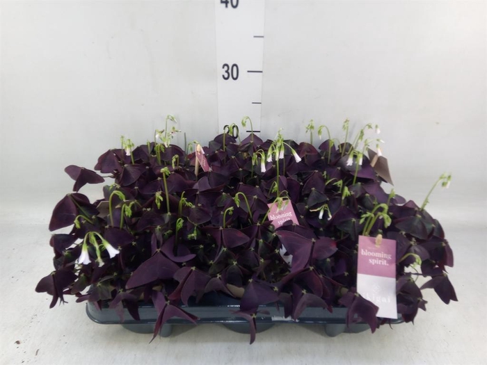 <h4>Oxalis trian. 'Mijke'</h4>