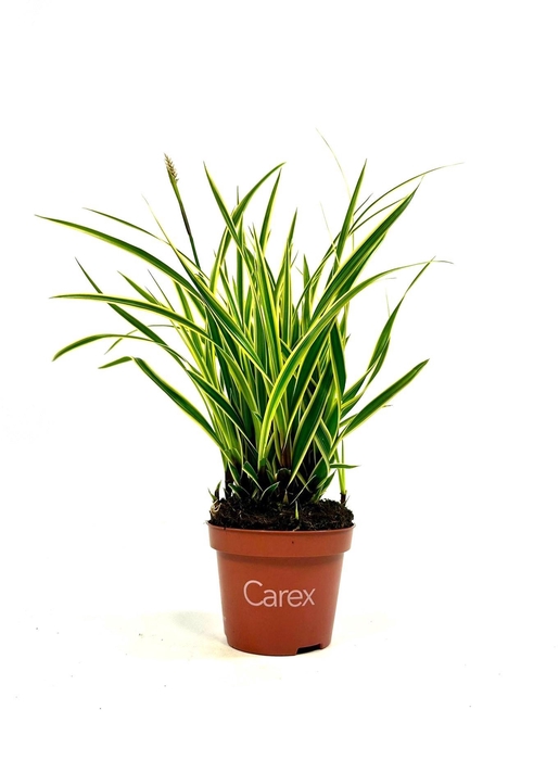 <h4>Carex Goldband p10,5</h4>