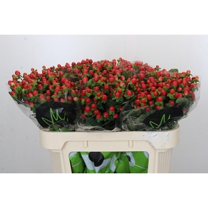 Hypericum androsaemum Tomato Flair