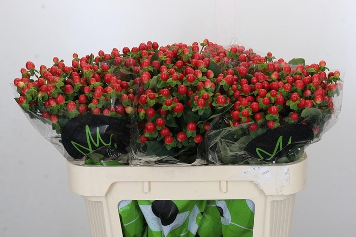 <h4>Hypericum androsaemum Tomato Flair</h4>