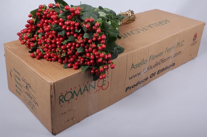 <h4>Hypericum True Romance</h4>