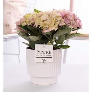 Hydrangea pink in P&PURE Ivy ceramics shiny white