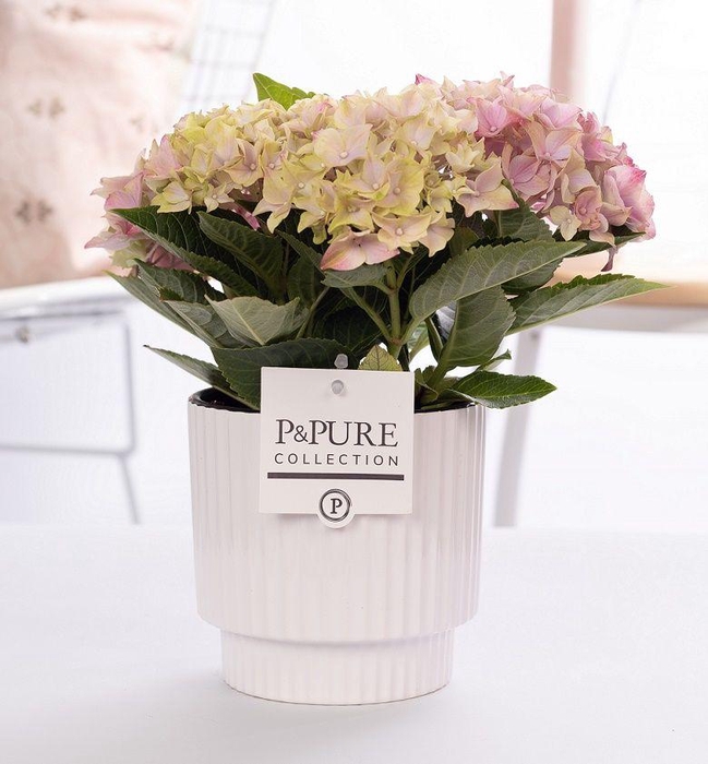 <h4>Hydrangea pink in P&PURE Ivy ceramics shiny white</h4>