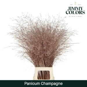 Siergras L90  Mtlc. champagne