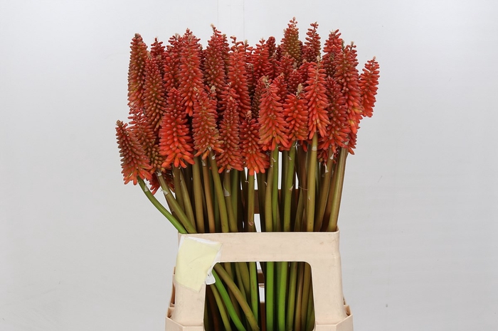 <h4>Kniphofia Alcazar</h4>