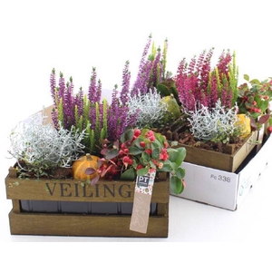ARR TUINPLANTEN
