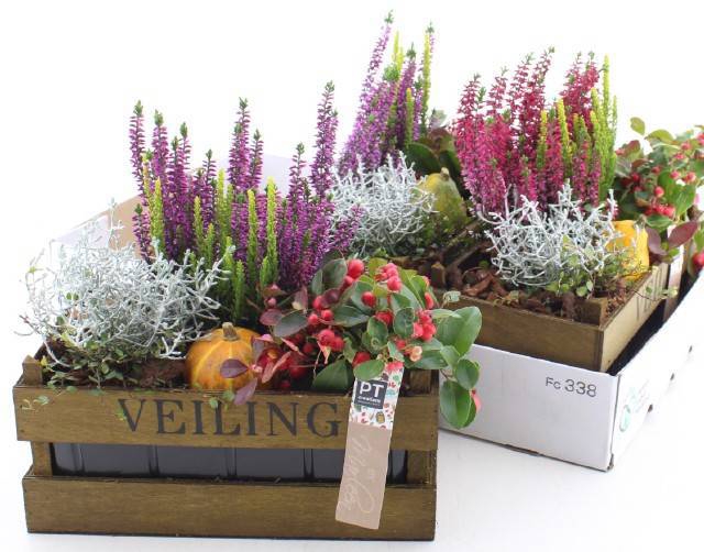 <h4>ARR TUINPLANTEN</h4>