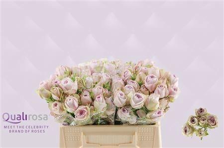 <h4>R TR SILVER LACE</h4>