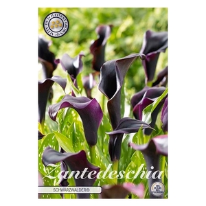 Zantedeschia Schwarzwalder x1 14/16