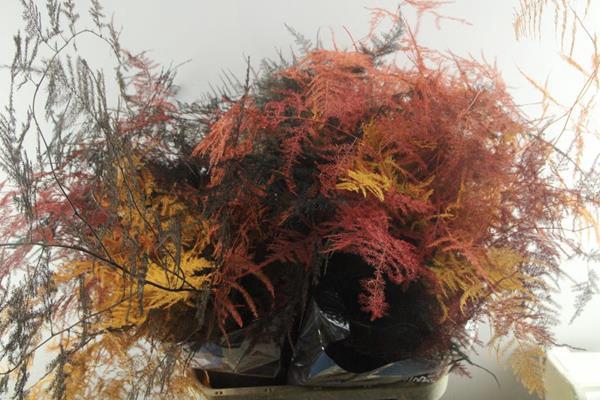 <h4>Asp Lang Getopt (herfst Mix)</h4>