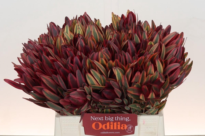 Leucadendron Jester