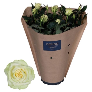 Rosa Palace White Paper Sleeve