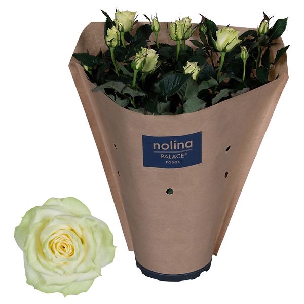 <h4>Rosa Palace White Paper Sleeve</h4>