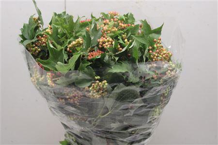 <h4>Viburnum 'compactum'</h4>