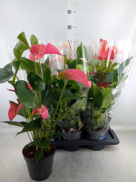 <h4>Anthurium   ...mix</h4>