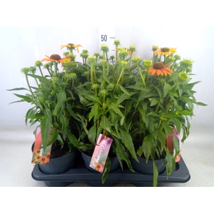 Echinacea  'SunSeekers Orange'