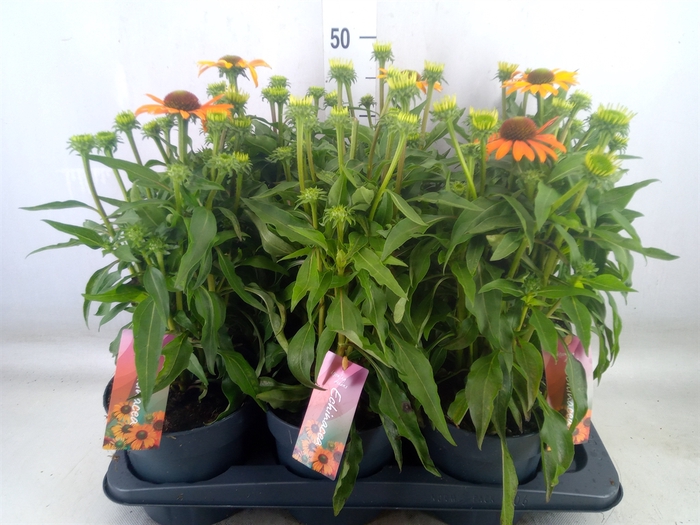 <h4>Echinacea  'SunSeekers Orange'</h4>