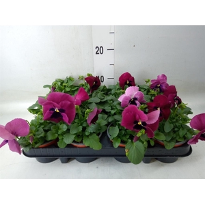 Viola wr. 'Delta Rose Surprise'