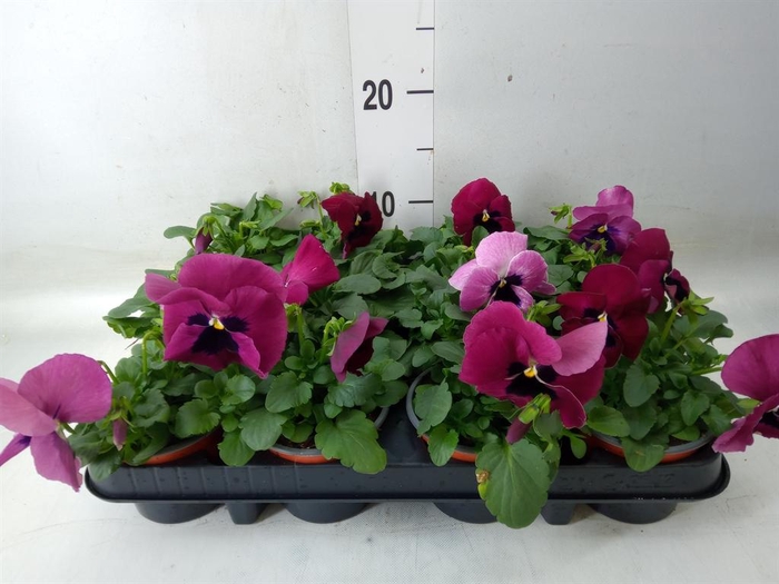 <h4>Viola wr. 'Delta Rose Surprise'</h4>