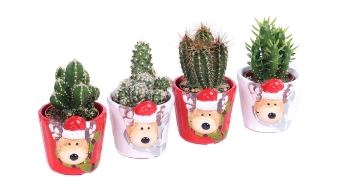 <h4>Cactus   ...</h4>