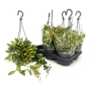 HOYA BURTONIAE