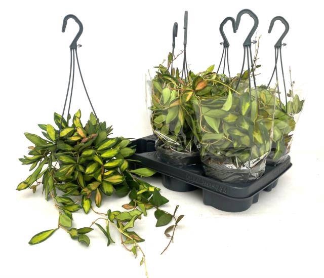 <h4>HOYA BURTONIAE</h4>