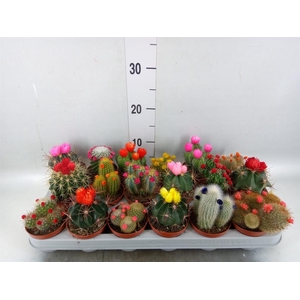 Cactus   ...decorated