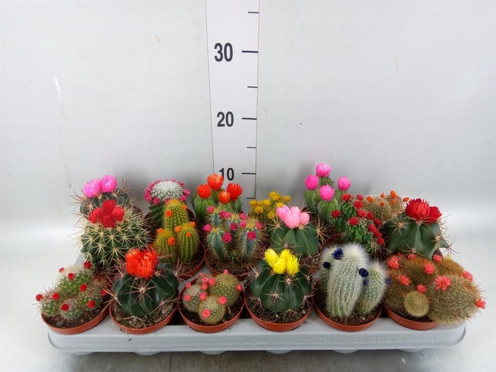 <h4>Cactus   ...decorated</h4>