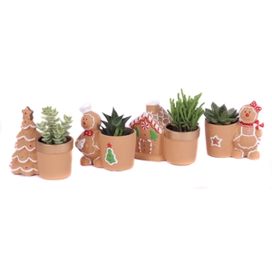 Succulenten mix 5,5 cm in gingerbread planter