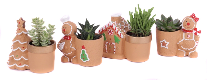<h4>Succulenten mix 5,5 cm in gingerbread planter</h4>