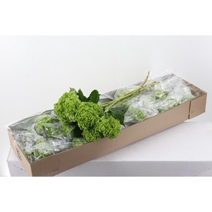 Hydr Shamrock Green Sel Box X10