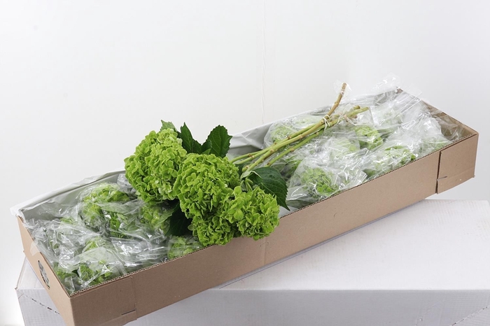 <h4>Hydr x10 Shamrock Green Sel Box</h4>