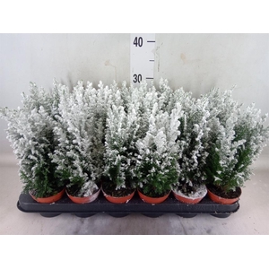 Chamaecyparis laws. 'Ellwoodii'