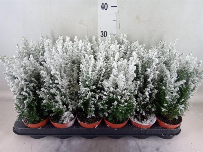 <h4>Chamaecyparis laws. 'Ellwoodii'</h4>