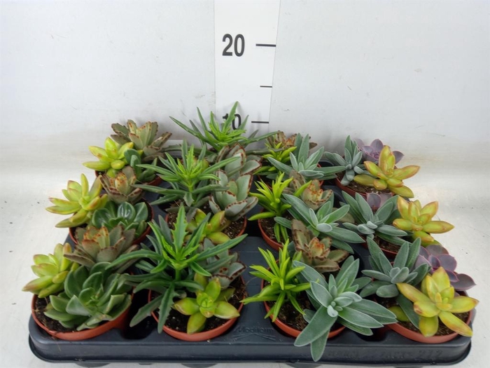 <h4>Succulents   ...</h4>