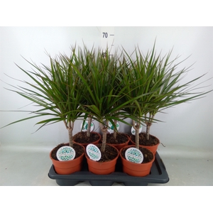 Dracaena marg.