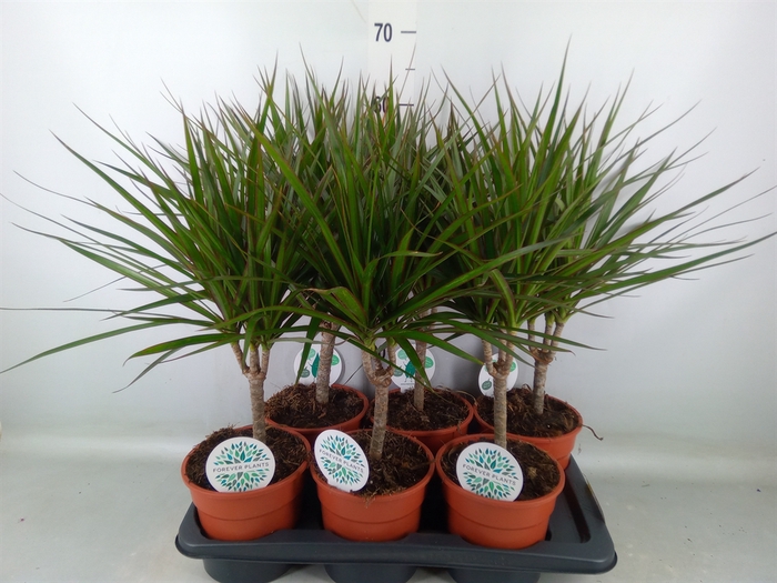 <h4>Dracaena marg.</h4>