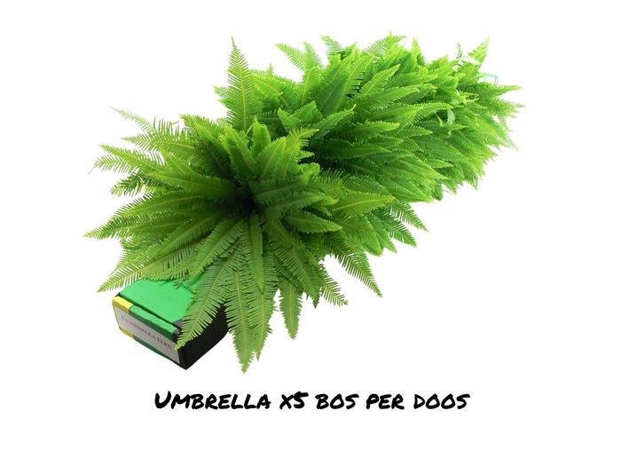 <h4>Umbrella X5</h4>