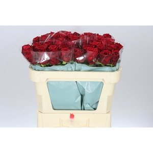 Rosa Gr Red Naomi A2 Porta