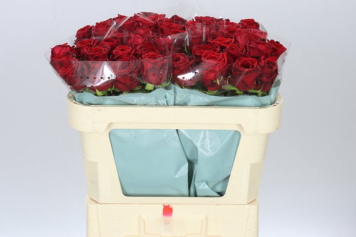 <h4>Rosa Gr Red Naomi A2 Porta</h4>