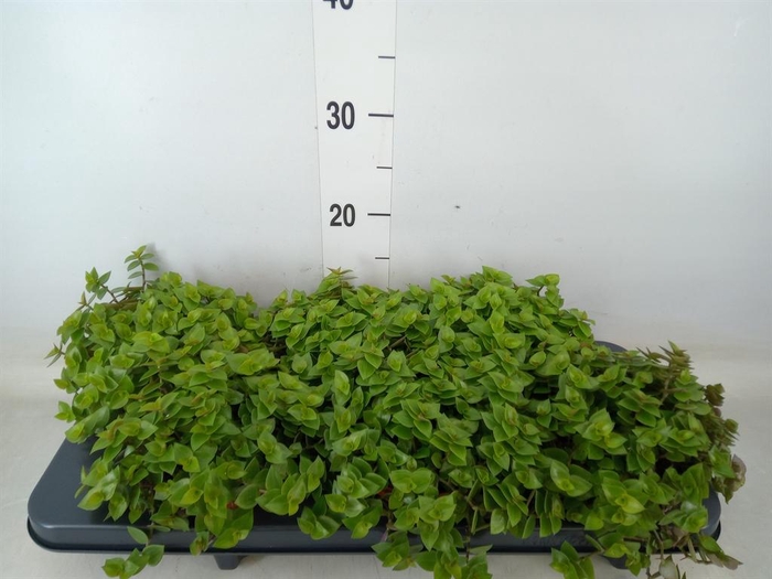 <h4>Callisia repens</h4>