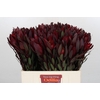 Leucadendron Saf Sunset Dark Red