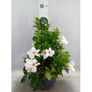 Mandevilla  'Sundavil White'