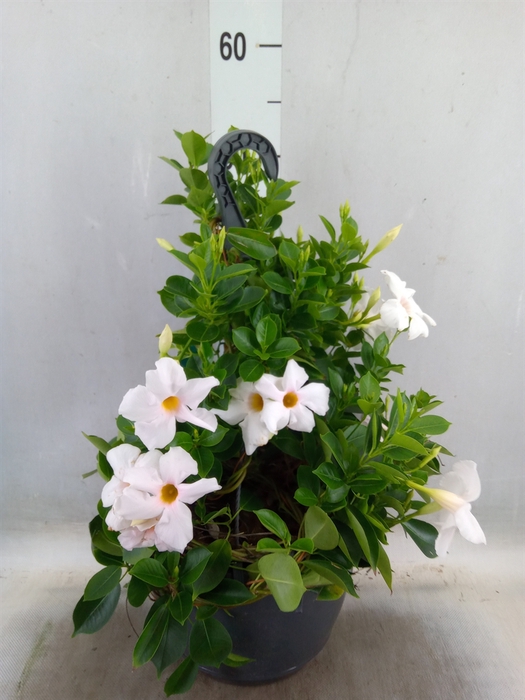 <h4>Mandevilla  'Sundavil White'</h4>